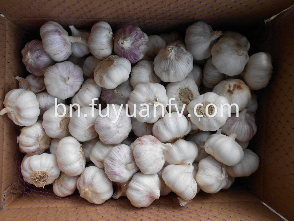 Normal White Garlic 33